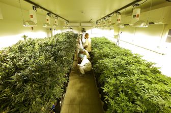 coltivazione di cannabis (agf)&nbsp;