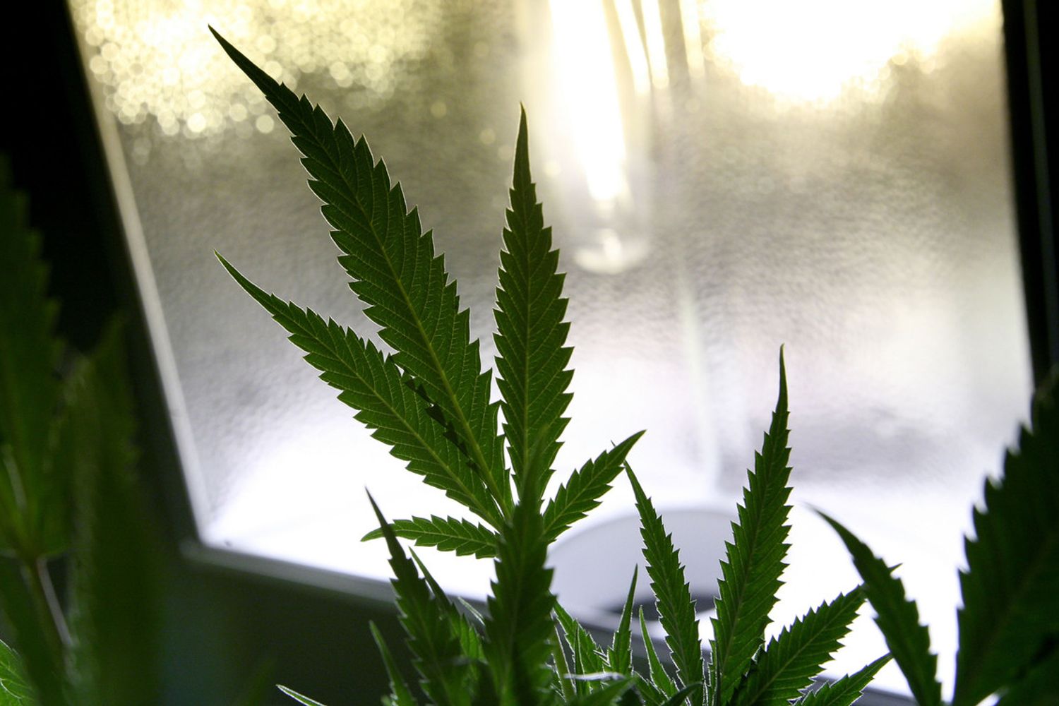 cannabis (afp)&nbsp;