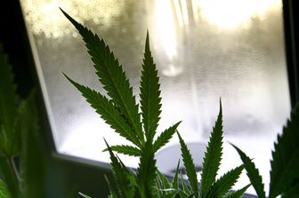 cannabis (afp)&nbsp;