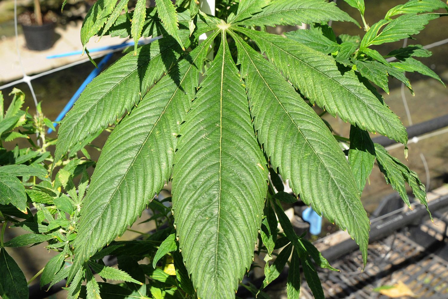 cannabis (agf)&nbsp;