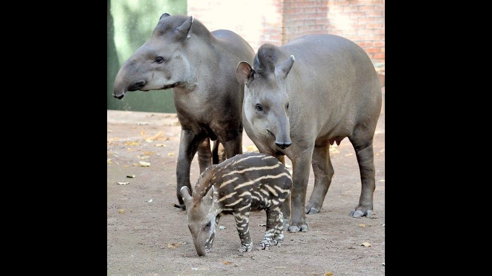 Il tapiretto Staffello nato all Bioparco di Roma (Foto Archivio Bioparco - M. Di Giovanni)&nbsp;