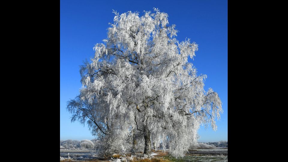 Germania albero coperto di brina (Foto Afp)&nbsp;
