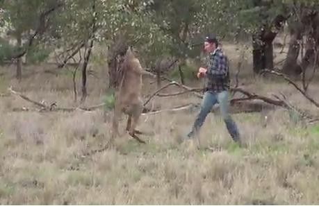 Australia box con canguro (foto da Youreporter)&nbsp;