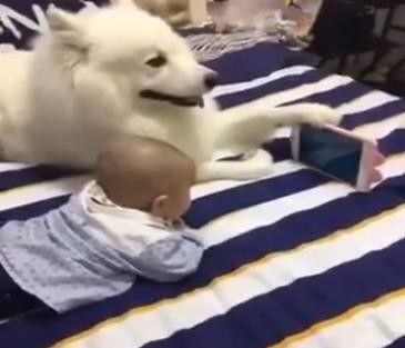 cane regge tablet a piccolo (foto da Youreporter)&nbsp;