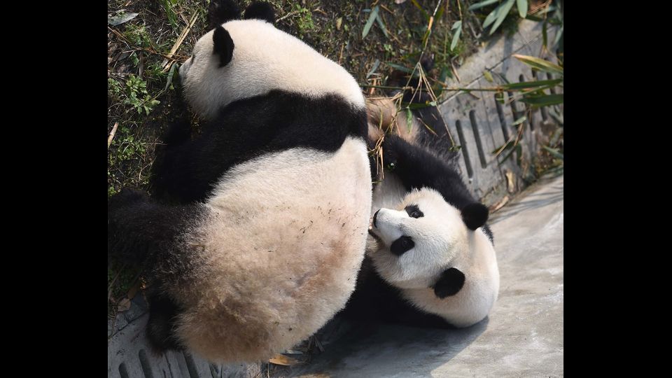 &nbsp;I panda gemelli nati ad Atlanta il 6 novembre scorso giocano alla Chengdu Research Base, &nbsp;dove sono stati messi in quarantena dopo il loro arrivo dagli Stati Uniti (Afp)&nbsp;