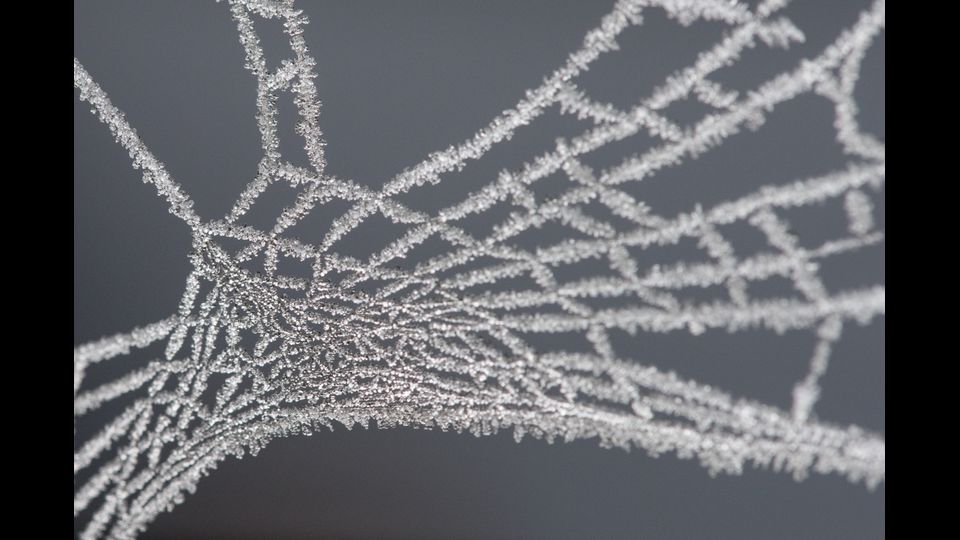 Cristalli di ghiaccio coprono una ragnatela a Feiburg in Germania (Afp)&nbsp;