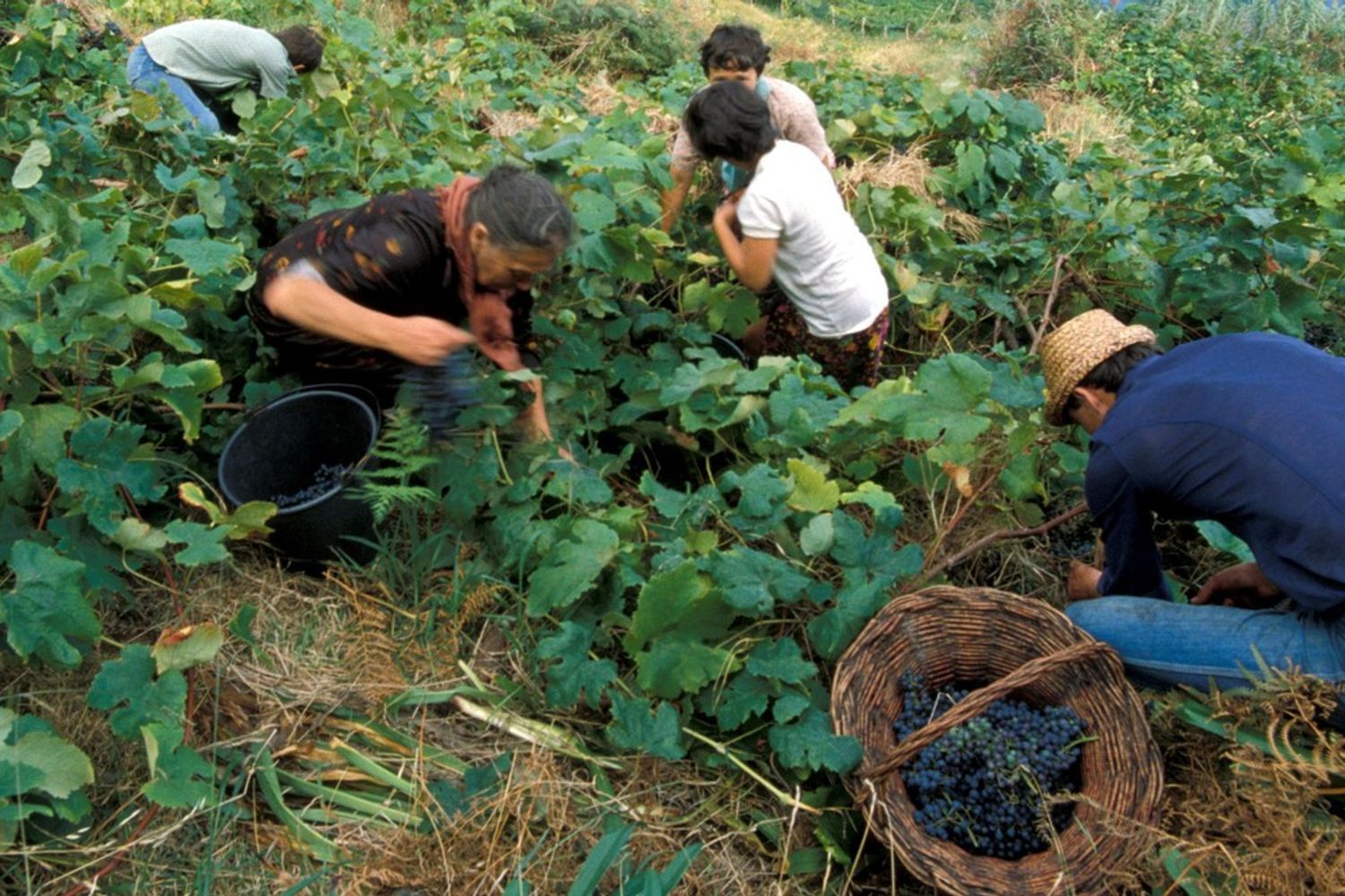 lavorare nei campi (Agf)&nbsp;