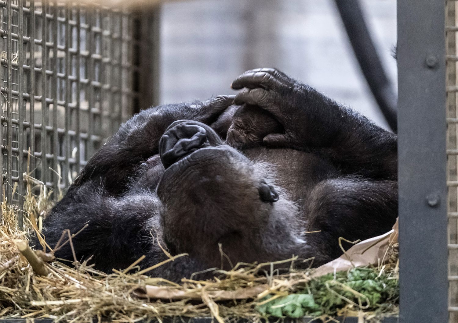 Il gorilla Changa Maidi nello zoo&nbsp;M&uuml;nster in Germania (Foto Afp)