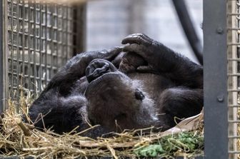 Il gorilla Changa Maidi nello zoo&nbsp;M&uuml;nster in Germania (Foto Afp)