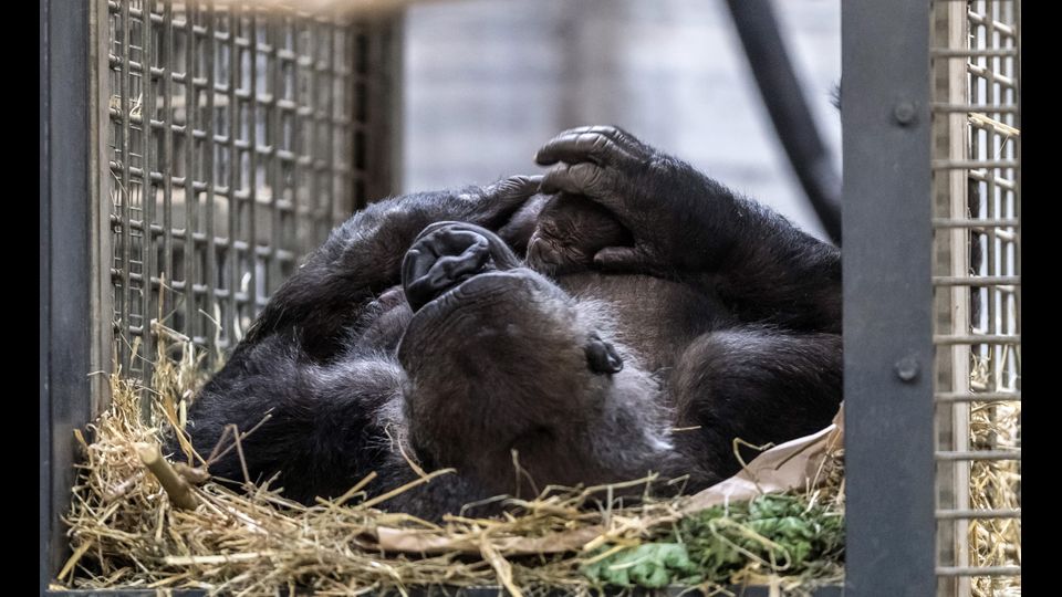 Il gorilla Changa Maidi con in braccio il suo piccolo appena nato nello zoo&nbsp;M&uuml;nster in Germania (Foto Afp)