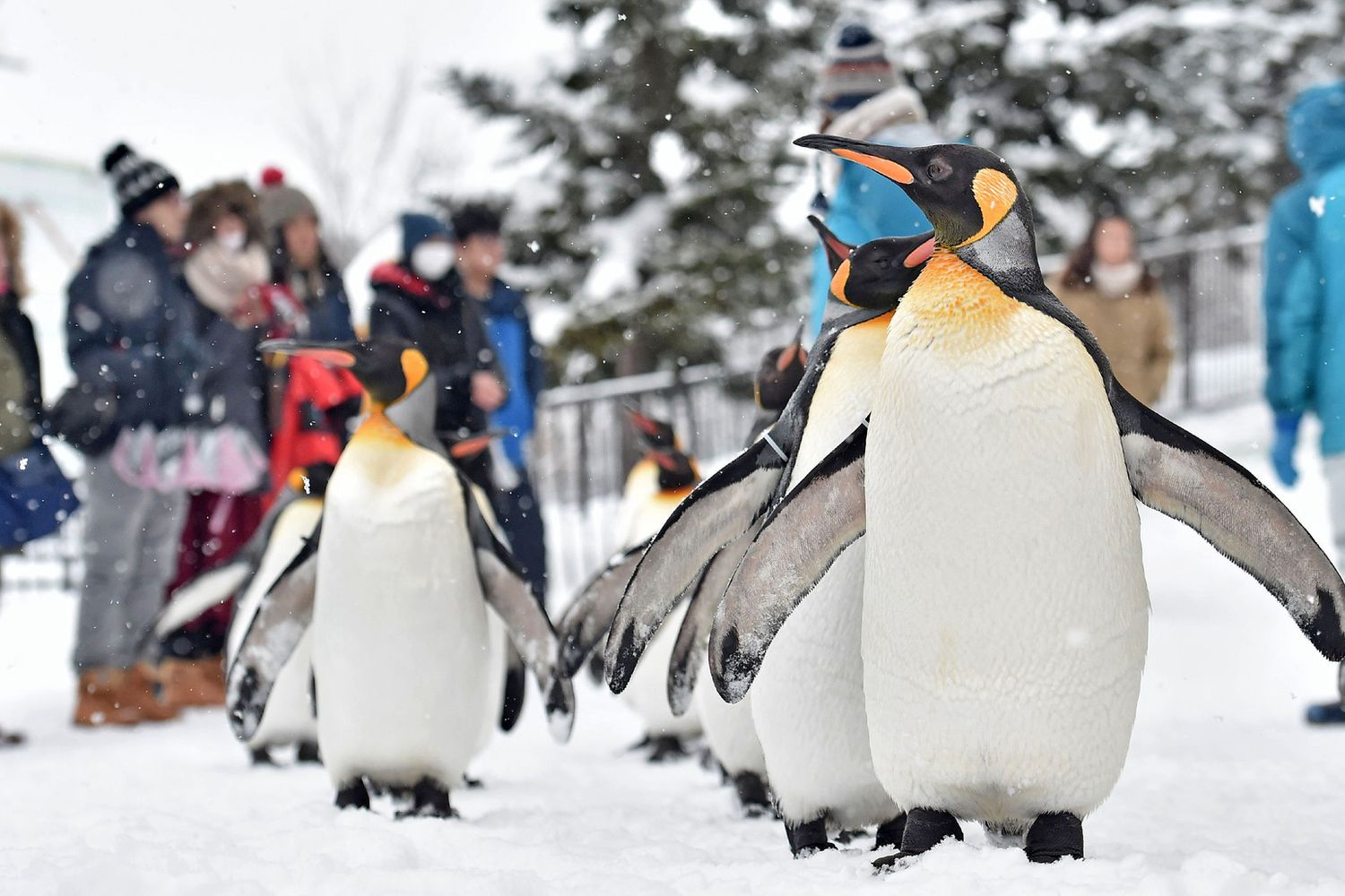 &nbsp;La marcia dei pinguini sulla neve allo zoo di Asahiyama a Hokkaido in Giappone. Questa 'ginnastica' si ripete ogni anno per mantenere in forma i pinguini e prevenire il rischio di obesit&agrave; durante il periodo invernale. (Foto Afp)