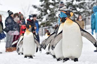 &nbsp;La marcia dei pinguini sulla neve allo zoo di Asahiyama a Hokkaido in Giappone. Questa 'ginnastica' si ripete ogni anno per mantenere in forma i pinguini e prevenire il rischio di obesit&agrave; durante il periodo invernale. (Foto Afp)