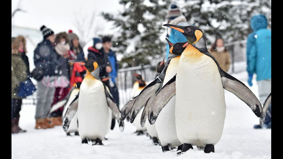 &nbsp;La marcia dei pinguini sulla neve allo zoo di Asahiyama a Hokkaido in Giappone. Questa 'ginnastica' si ripete ogni anno per mantenere in forma i pinguini e prevenire il rischio di obesit&agrave; durante il periodo invernale. (Foto Afp)