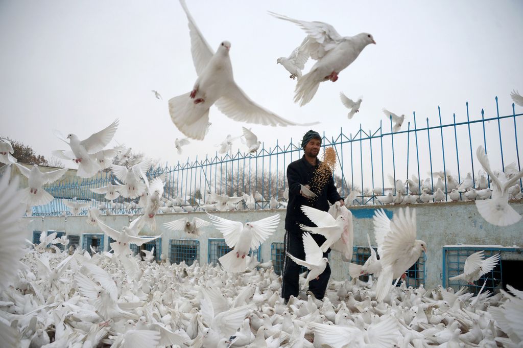 Afghanistan, un uomo alimenta i piccioni nel cortile della famosa Moschea Blu a Mazar-i-sharif (foto Afp)&nbsp;
