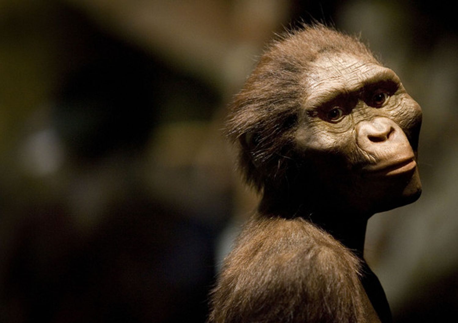 lucy australopithecus (Afp)&nbsp;