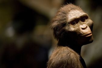 lucy australopithecus (Afp)&nbsp;