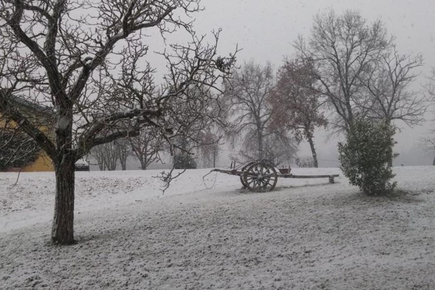 &nbsp;Neve (twitter)