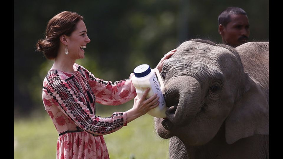La principessa Kate da' da mangiare a un cucciolo di elegante nel Centre for Wildlife Rehabilitation and Conservation (CWRC) di Panbari. E' il 13 aprile 2016 (foto Afp)