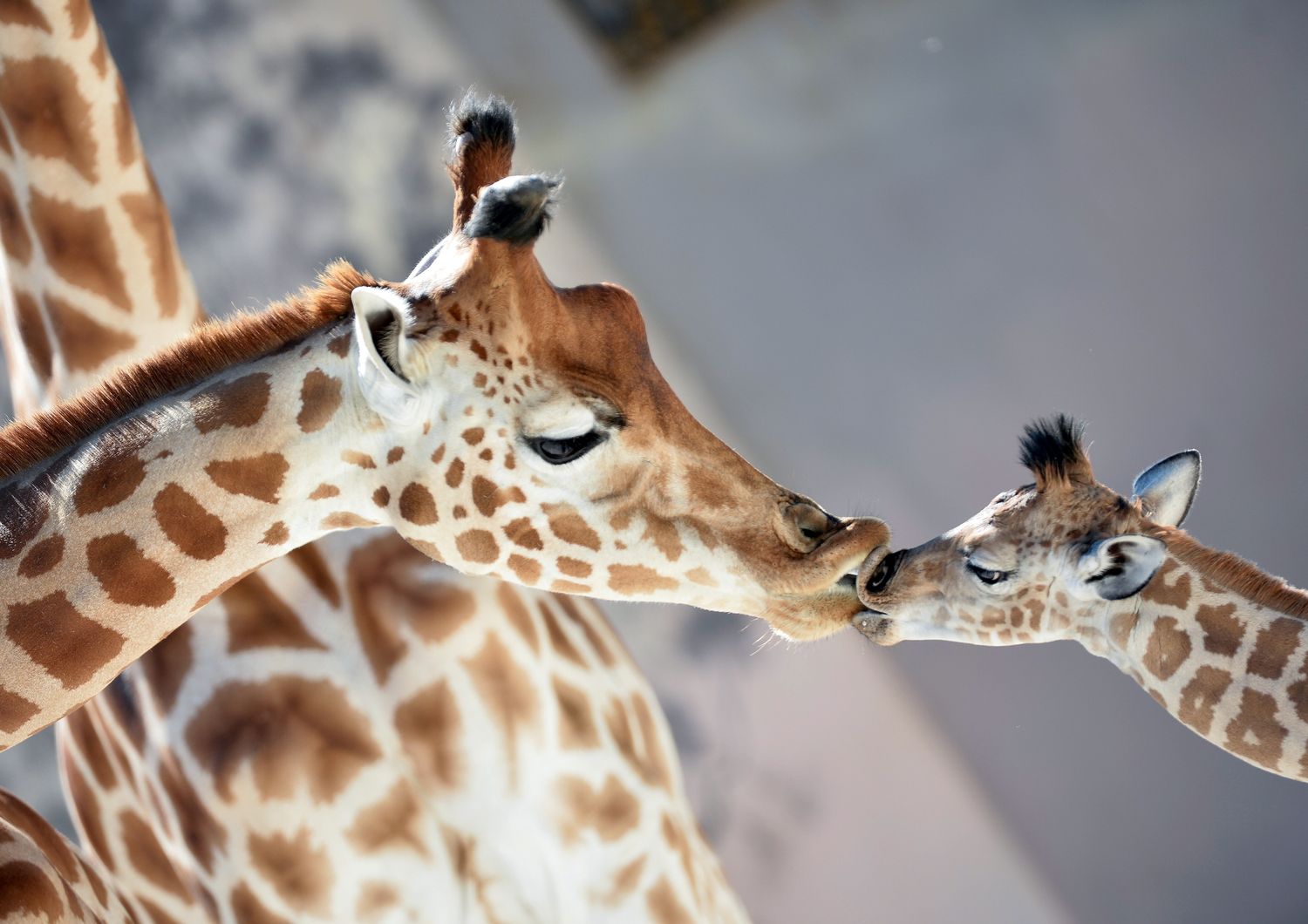 Kenai, cucciolo di giraffa del Niger venuto alla luce il 15 agosto, 'bacia' la madre Dioni nello zoo di La Fleche, in Francia (Foto Afp)