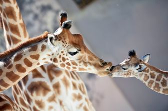 Kenai, cucciolo di giraffa del Niger venuto alla luce il 15 agosto, 'bacia' la madre Dioni nello zoo di La Fleche, in Francia (Foto Afp)