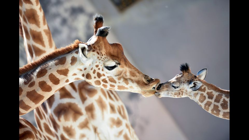 Kenai, cucciolo di giraffa del Niger venuto alla luce il 15 agosto, 'bacia' la madre Dioni nello zoo di La Fleche, in Francia (Foto Afp)&nbsp;