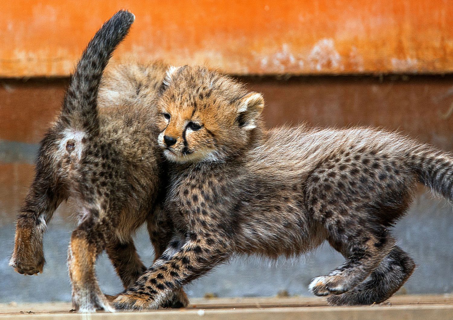 cuccioli ghepardi (Afp)&nbsp;