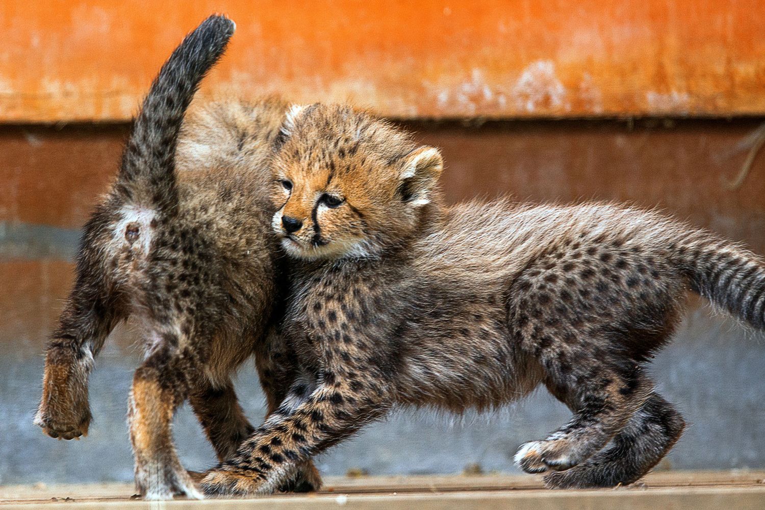 cuccioli ghepardi (Afp)&nbsp;