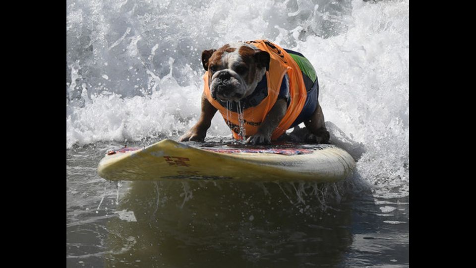 Il cane Sully cavalca un'onda durante l'ottava edizione del City Surf Dog a Huntington Beach in California (foto Afp)&nbsp;