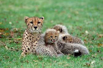 &nbsp;Ghepardo con cuccioli (Agf)