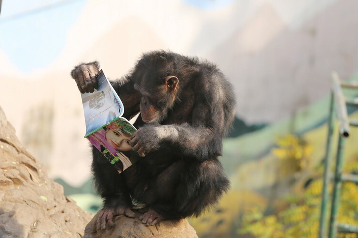 Gli scimpanz&egrave; di un parco safari nel sud-ovest della Cina, a Chongqing, hanno recentemente sviluppato l'hobby della lettura.&nbsp;I custodi dello zoo Loca Joy Holiday Theme Park, hanno introdotto alcuni libri e riviste per vedere la reazione degli scimpanz&eacute;, che hanno mostrato grande interesse per la lettura, cosa che ha attratto molti turisti. Secondo il guardiano dello zoo, i libri erano su argomenti specializzati, tra cui la conoscenza di internet e la fotografia. I visitatori dello zoo hanno scherzato sul fatto che, se gli scimpanz&eacute; stavano leggendo, non c'era davvero nessuna scusa per l'uomo di non farlo (foto Afp)
