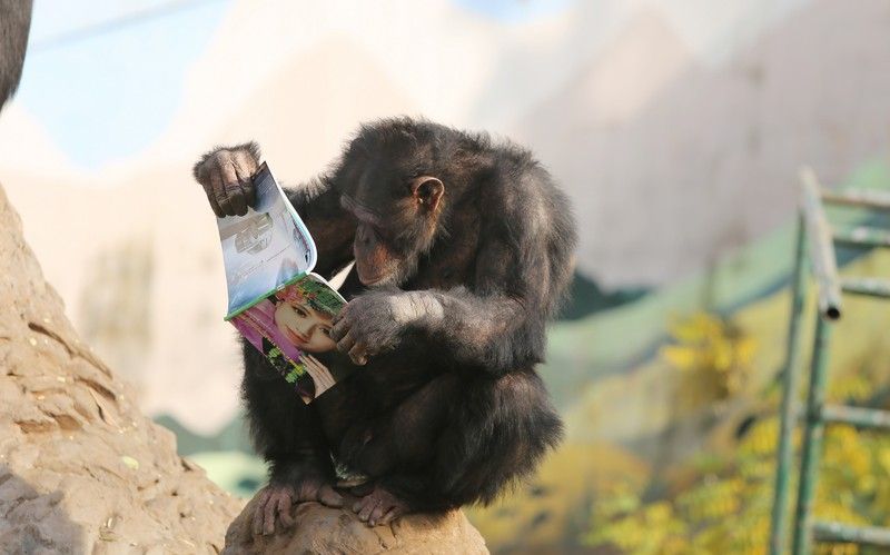 Gli scimpanz&egrave; di un parco safari nel sud-ovest della Cina, a Chongqing.