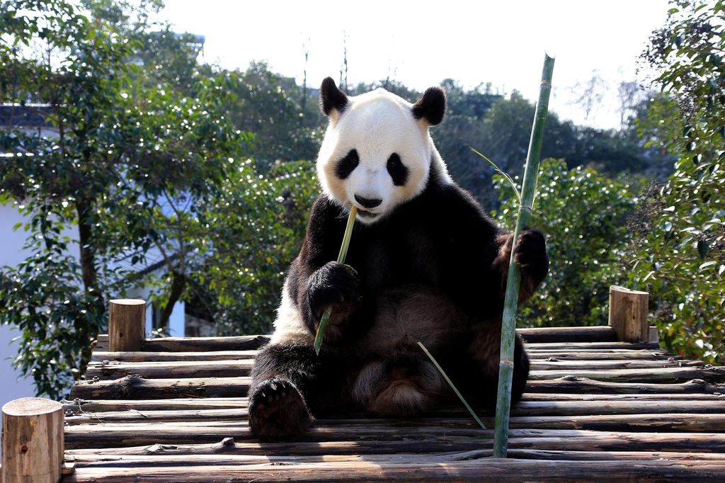 &nbsp;Cina, un pandamangia bamb&ugrave; a Huangshan City (foto Afp)