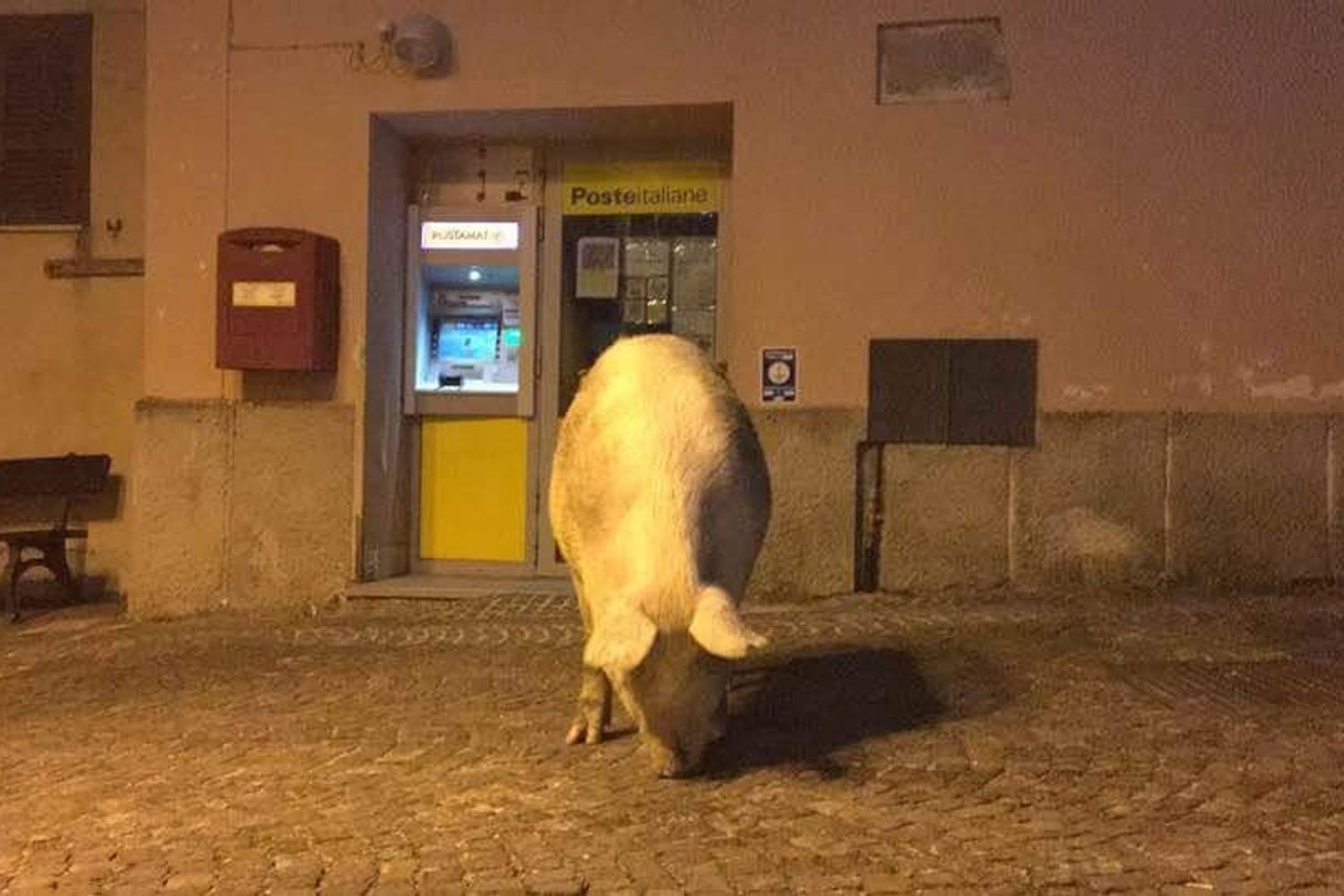 &nbsp; Scrofa al bancomat