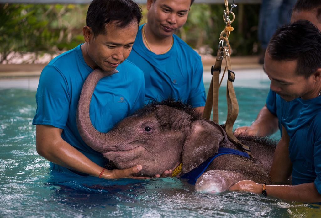 'Cielo sereno'. L'elefantino di sei mesi riceve assistenza in una clinica locale nella provincia di Chonburi. (foto Afp)&nbsp;