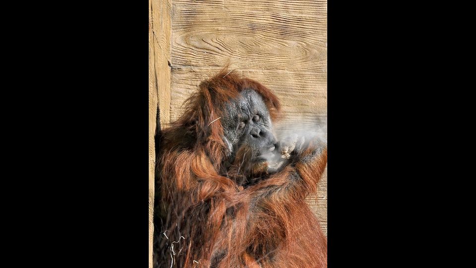 L'orango Zoe riceve dei sacchetti di iuta contenenti riso caldo mescolato a uvetta e yogurt insieme a patate lesse calde (Foto di&nbsp;Massimiliano Di Giovanni &ndash; Archivio Bioparco)