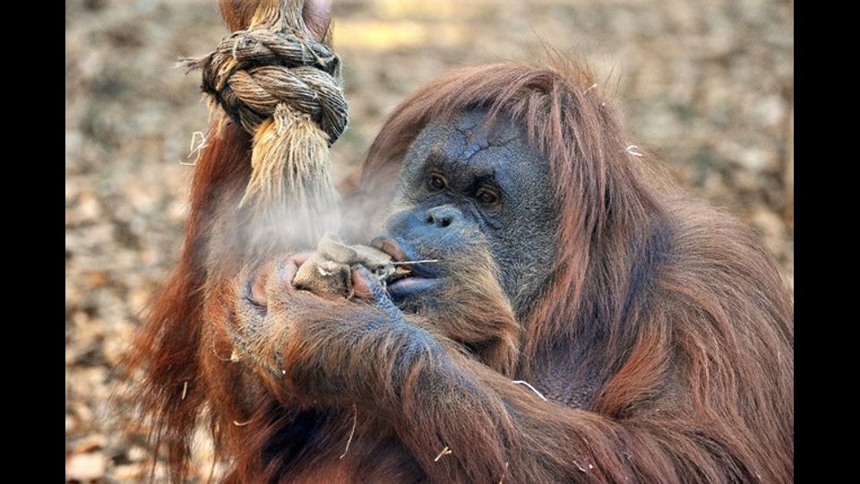 A seguito dell&rsquo;ondata di gelo che ha investito la Capitale, lo staff zoologico del Bioparco si adopera per consentire agli animali pi&ugrave; sensibili alle basse temperature di affrontare le giornate pi&ugrave; rigide. Nella foto l'orango Martina con un sacchetto di riso bollente&nbsp;(Foto di&nbsp;Massimiliano Di Giovanni &ndash; Archivio Bioparco)