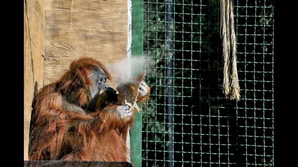 L'orango Zoe con il suo sacchetto di riso bollente (Foto di&nbsp;Massimiliano Di Giovanni &ndash; Archivio Bioparco)
