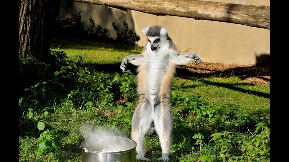 Anche per i lemuri catta (nelle foto) i guardiani distribuiscono nell&rsquo;area esterna riso caldo condito con il miele (Foto di&nbsp;Massimiliano Di Giovanni &ndash; Archivio Bioparco)