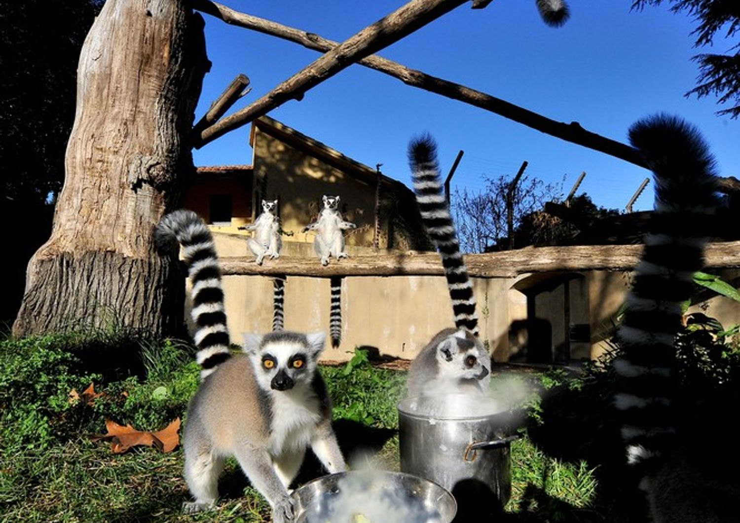 Anche per i lemuri catta (nelle foto) i guardiani distribuiscono nell&rsquo;area esterna riso caldo condito con il miele (Foto di&nbsp;Massimiliano Di Giovanni &ndash; Archivio Bioparco)
