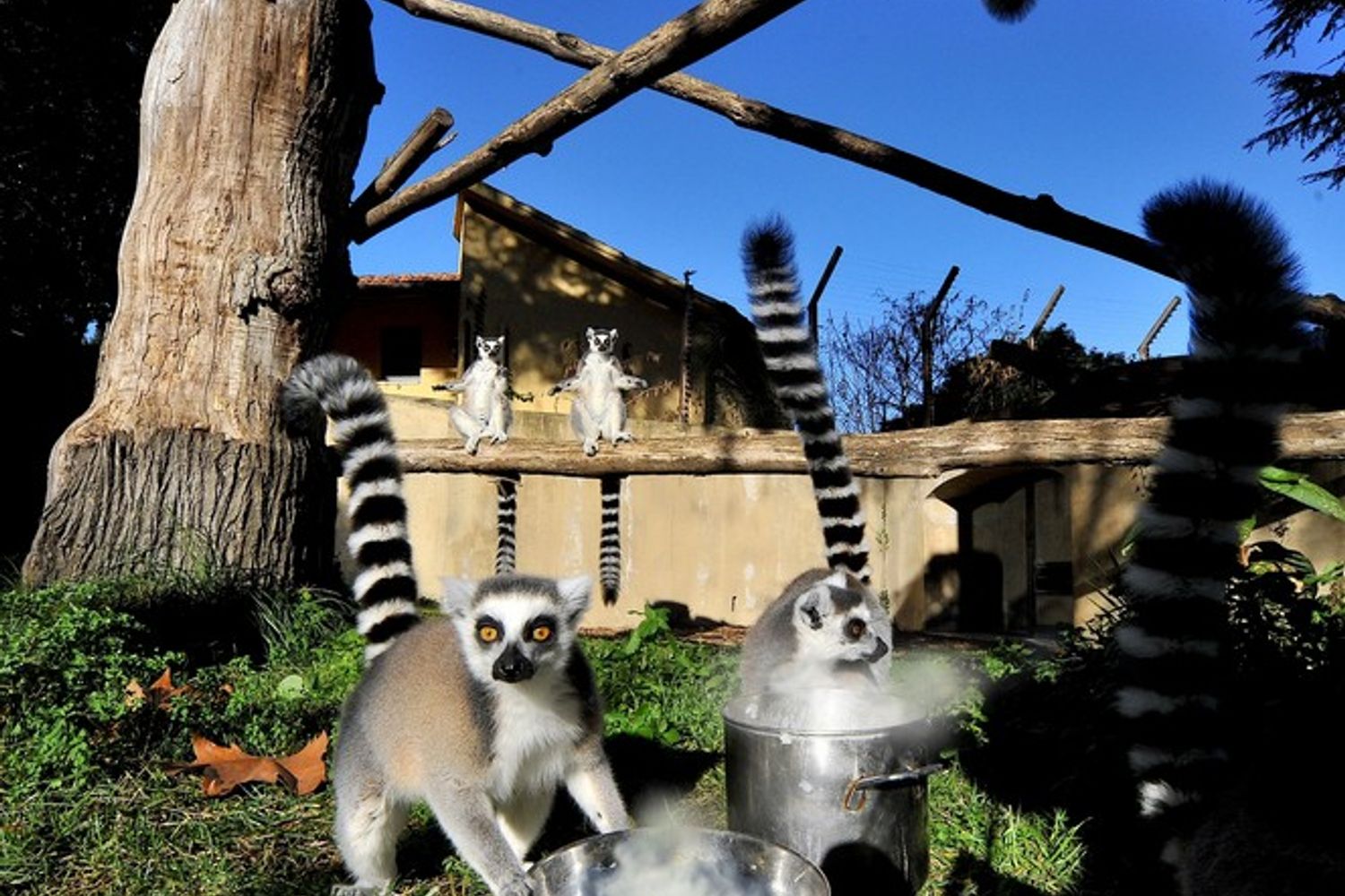 Anche per i lemuri catta (nelle foto) i guardiani distribuiscono nell&rsquo;area esterna riso caldo condito con il miele (Foto di&nbsp;Massimiliano Di Giovanni &ndash; Archivio Bioparco)
