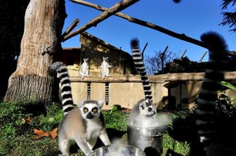 Anche per i lemuri catta (nelle foto) i guardiani distribuiscono nell&rsquo;area esterna riso caldo condito con il miele (Foto di&nbsp;Massimiliano Di Giovanni &ndash; Archivio Bioparco)