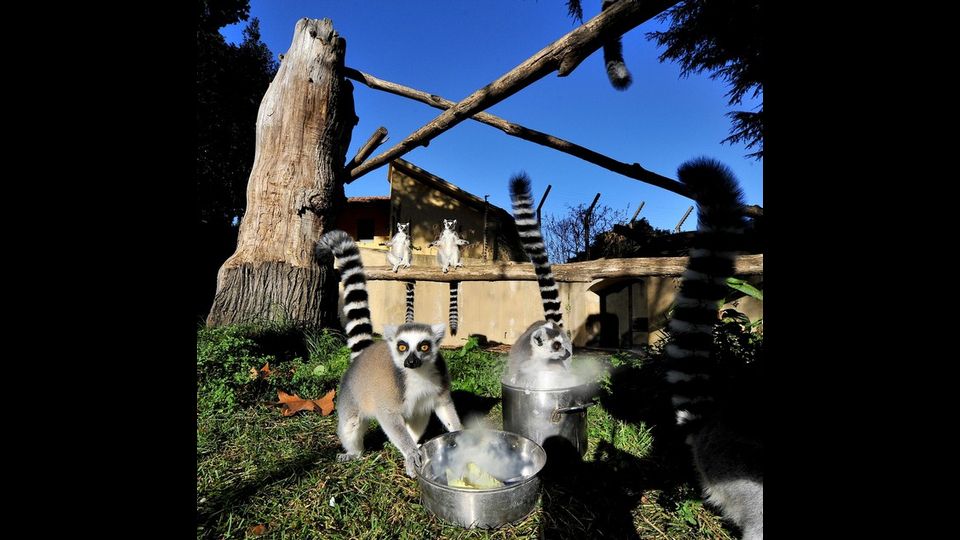 Anche per i lemuri catta (nelle foto) i guardiani distribuiscono nell&rsquo;area esterna riso caldo condito con il miele (Foto di&nbsp;Massimiliano Di Giovanni &ndash; Archivio Bioparco)