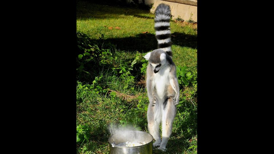 I lemuri catta mangiano riso caldo condito con il miele (Foto di&nbsp;Massimiliano Di Giovanni &ndash; Archivio Bioparco)