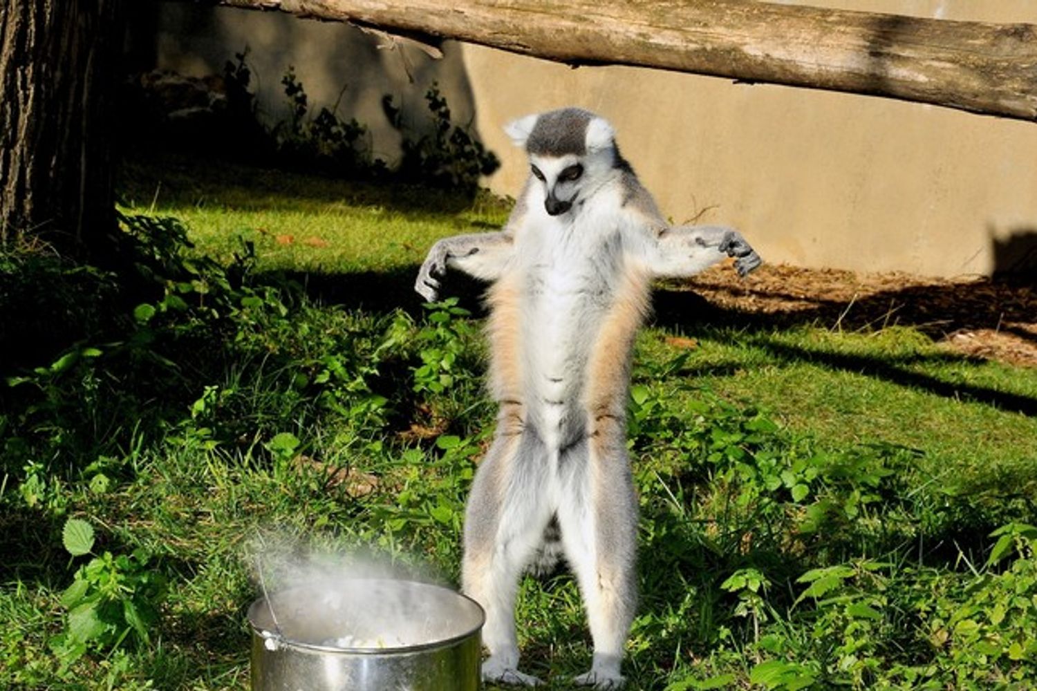 I lemuri catta mangiano riso caldo condito con il miele (Foto di&nbsp;Massimiliano Di Giovanni &ndash; Archivio Bioparco)