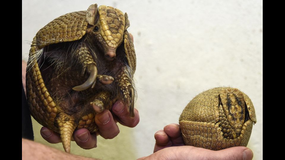 &nbsp;Un cucciolo di armadillo a tre fasce con la sua mamma allo zoo di Mulhouse in Francia (foto Afp)
