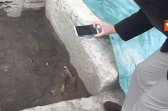 Colosseo rinvenute ossa del cranio di un cavallo