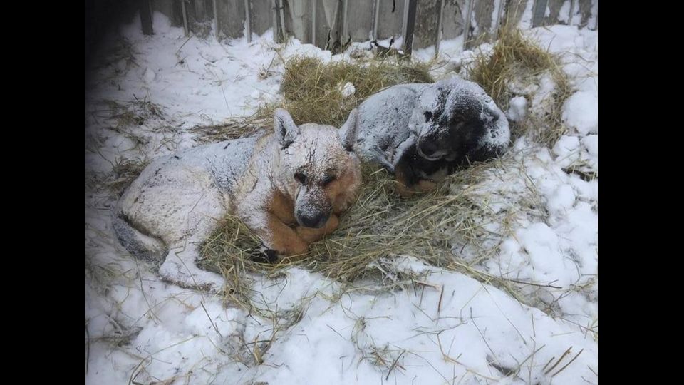 &nbsp;Due cani in preda al gelo ad Amatrice. La foto che commuove il web (Twitter)