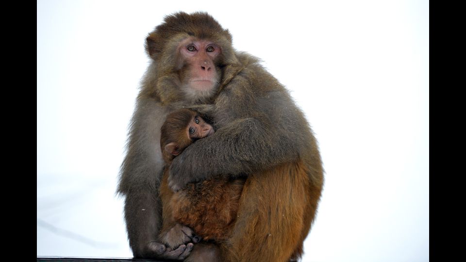 Una scimmia tiene stretta a s&eacute; il cucciolo per riscaldarlo dalle temperature glaciali in Tangmarg, a circa 34 km da Srinagar (afp)&nbsp;