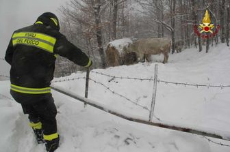 &nbsp;Maltempo,Vigili del fuoco nella tormenta per portare aiuto ad una mandria isolata dalla neve
