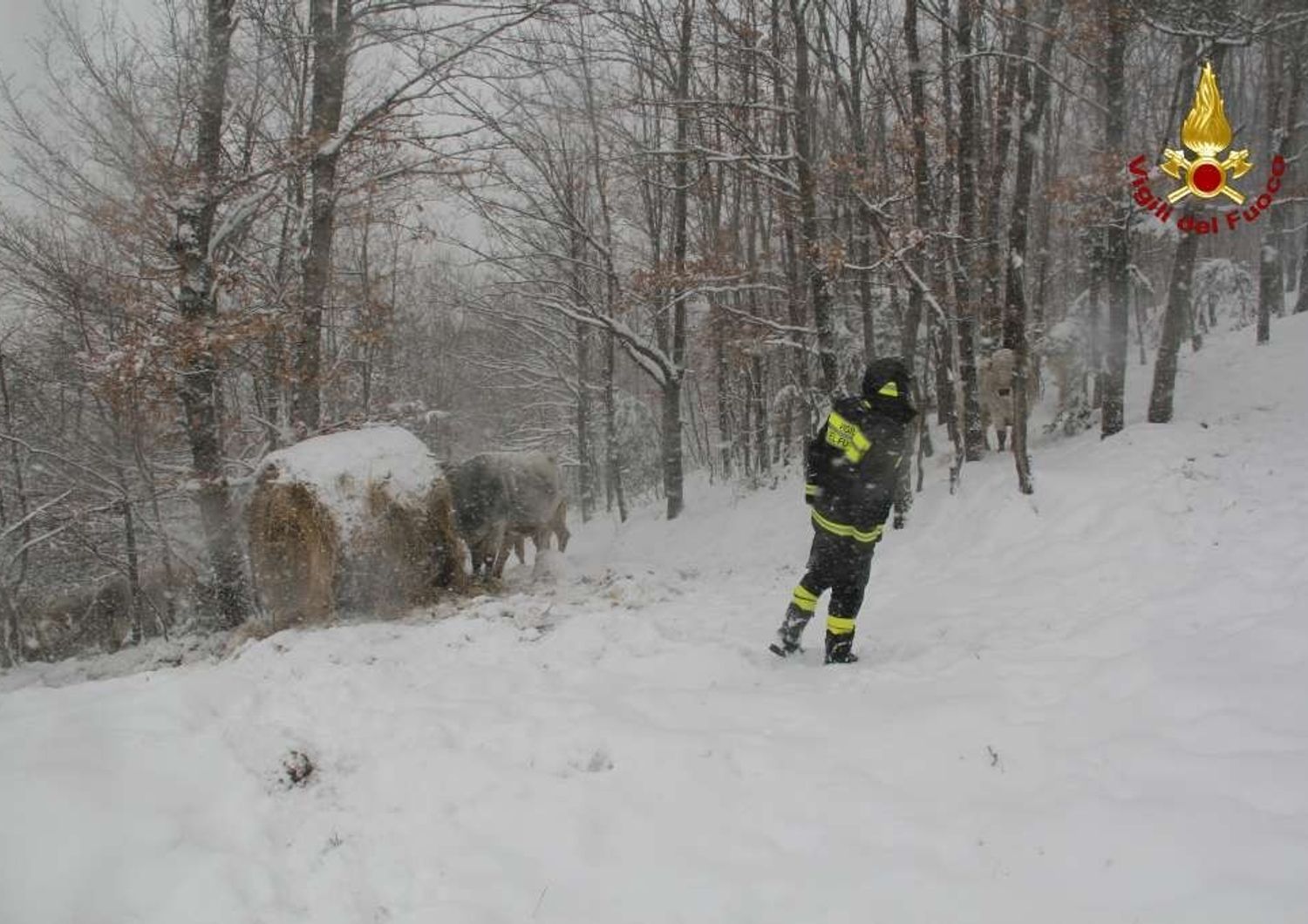 &nbsp;Maltempo,Vigili del fuoco nella tormenta per portare aiuto ad una mandria isolata dalla neve